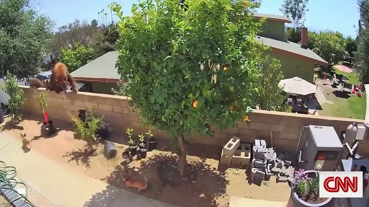 مواجهات دب مخيفة لا يجب أن تشاهدها بمفردك 11