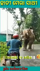 Elephant and bikes boy