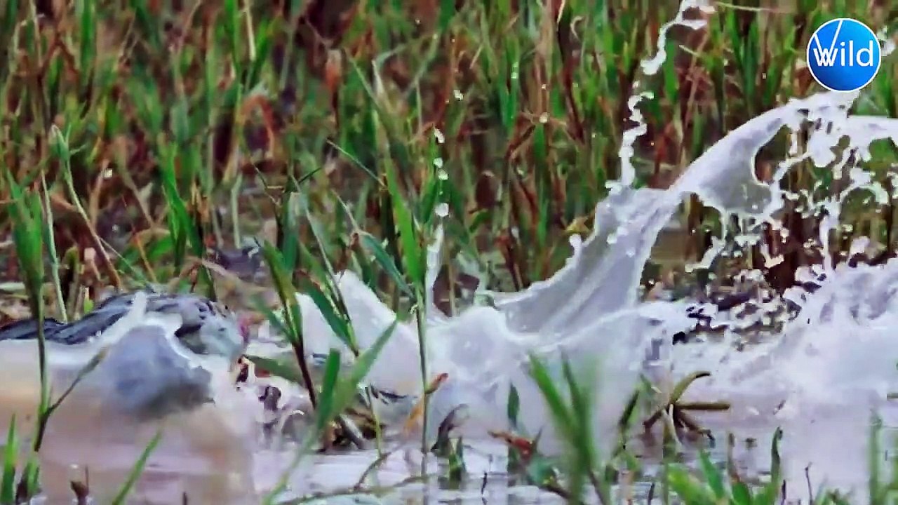 Bullfrog Dad Incredibly Protects Its Offspring from Python and Big black Scorpion!!