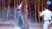 OMG! Tiger Attack on Tourist That Is Going to Make You Panic