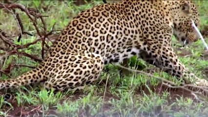 4 Moments When Animals Messed With The Wrong Opponent