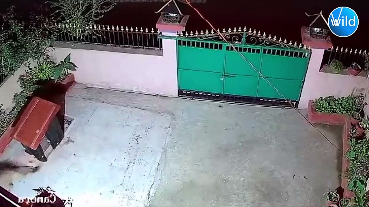 OMG! Crazy Leopards Attack Caused The Man To Almost Lose His Life - Crazy Moments Of Leopard