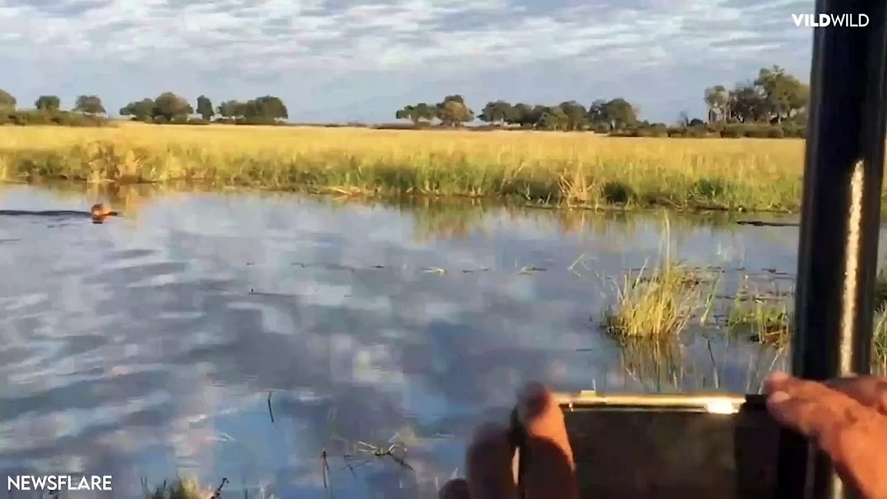 This Lion Is Running To Save His Brother From Terrifying Attack
