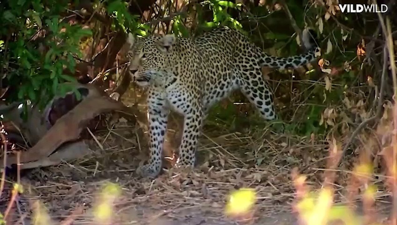 The LEOPARD, the most Dangerous and Deadly Big Cat shocked the Jackals