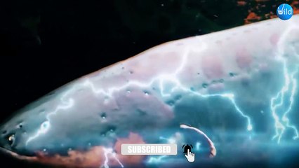 10 Times Crocodile And Alligator Messed With The Wrong Animals