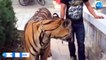 Tiger in chase in Ranthambore National Park vlog