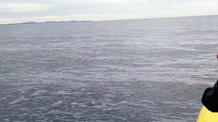 Whale jumps out of nowhere during sight seeing tour