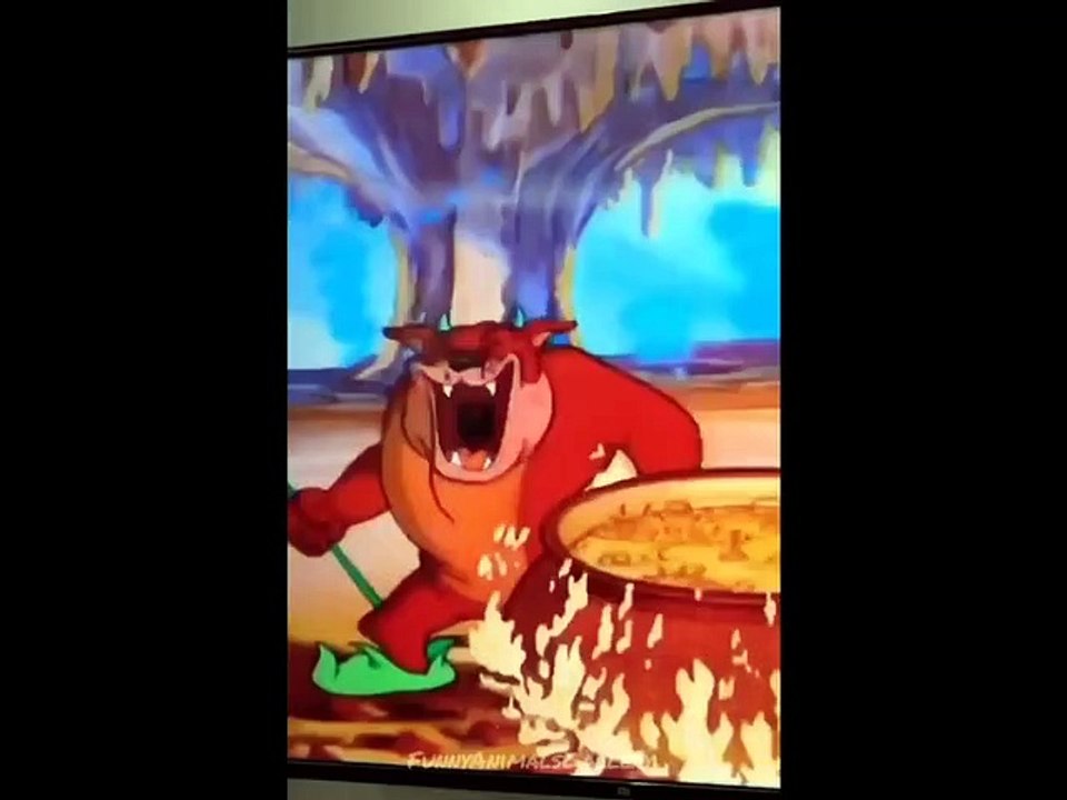 Best_Funny_videos_(2) animals vedios