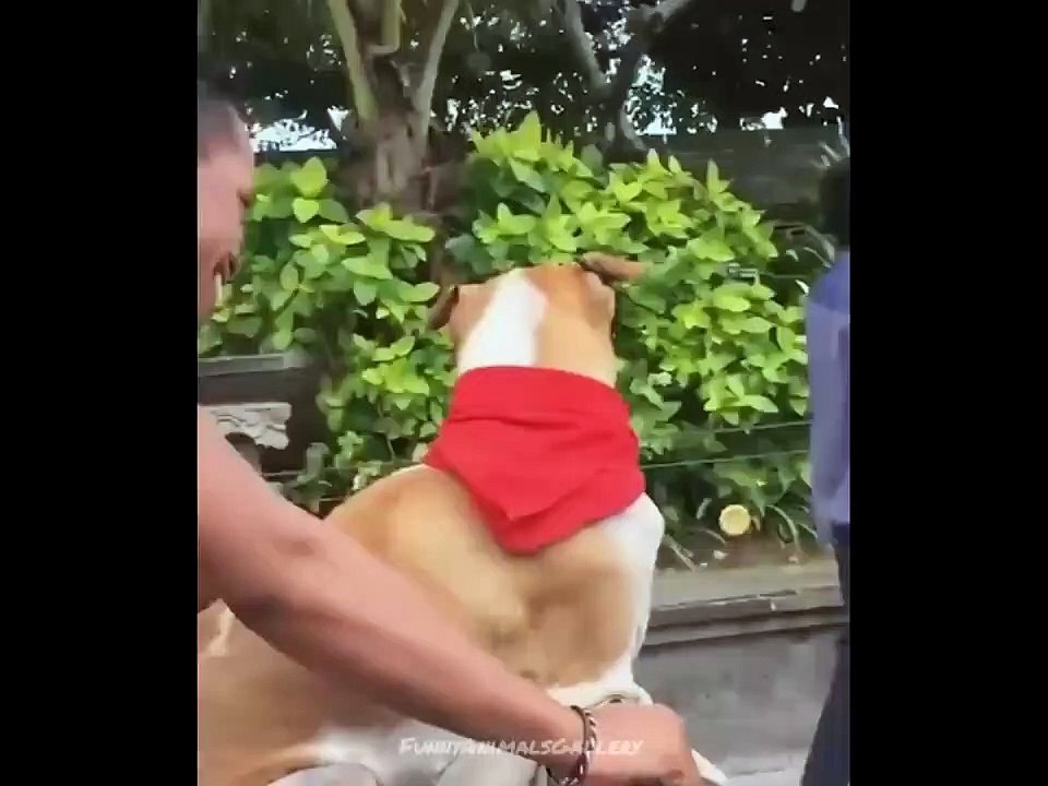 Best_Funny_animals__dogs_videos_(4)