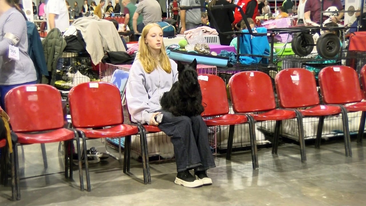 L’exposition canine nationale et internationale