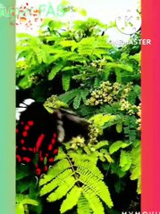 Most beautiful butterflies  in the world