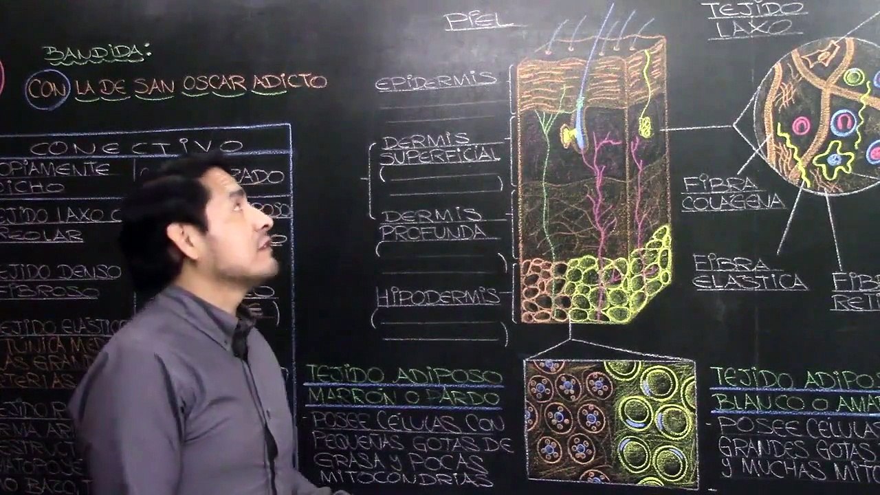 03 | HISTOLOGÍA HUMANA 2: Tejido Conectivo Laxo, Tenso y Adiposo