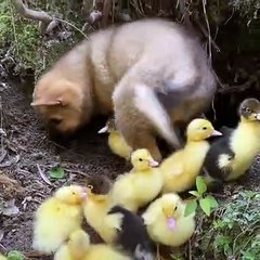 Puppy thinks he's one of them