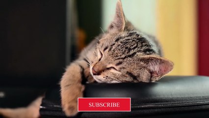 Funniest Animal Videos 2022 - Cute Cats & dogs Video Compilation # 2 || Amazing Dare Animals