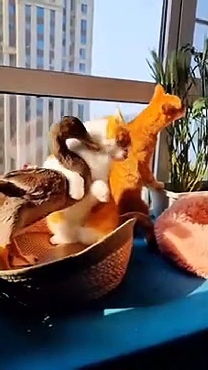 Funny Animals Videos2022 -Funniest Cats And Dogs Videos_HD