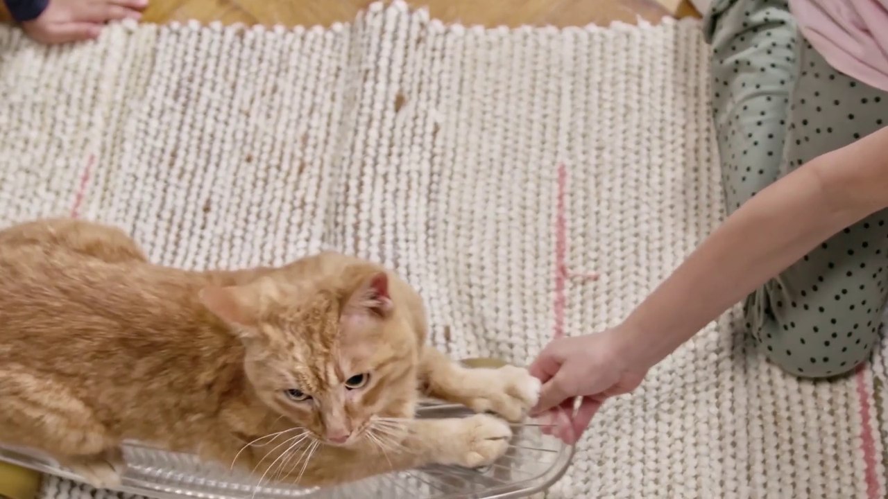 Funniest Animal Videos 2022 - Cute Cats & dogs Video Compilation # 3 || Amazing Dare Animals