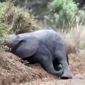 Baby Elephant playing and enjoying, हाथी का बच्चा खेल रहा है और आनंद ले रहा है