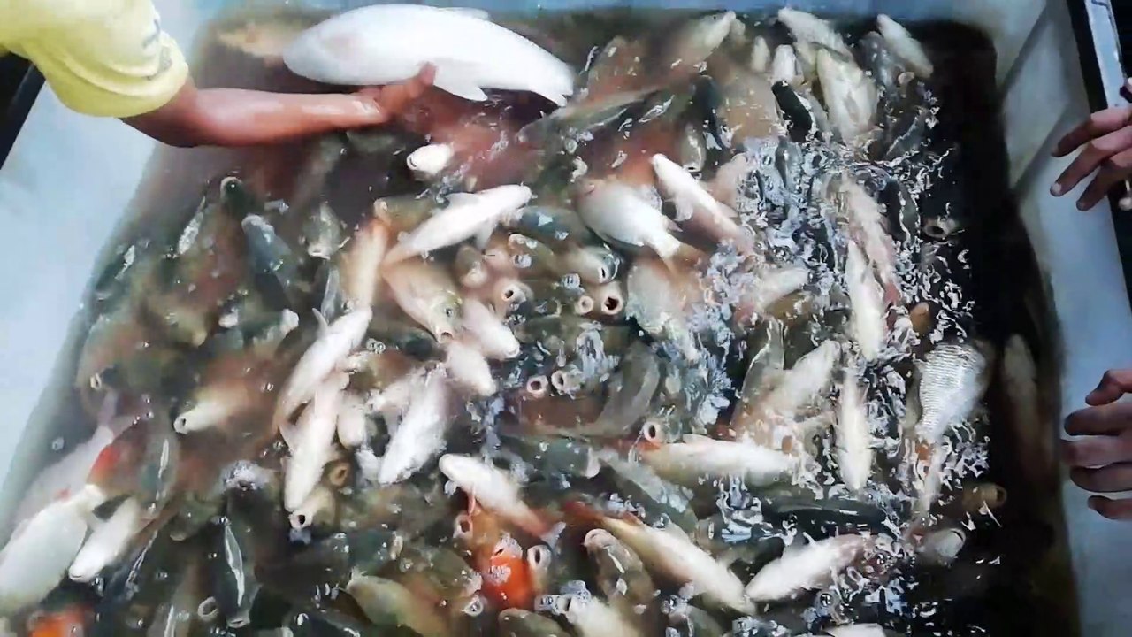 Amazing Temporary Fish Reserve System | Wholesale Fish Market In Bangladesh