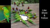 Parrots | parrots talking | Beautiful parrots | funny content