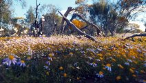 Biosecurity concerns on WA pastoral leases as travellers hunt for gold and wildflowers