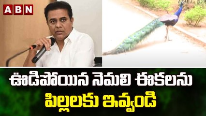 KTR ట్వీట్ పై వివాదం.. ఊడిపోయిన నెమలి ఈకలను పిల్లలకు ఇవ్వండి || ABN Telugu