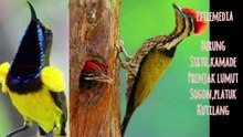 suara pikat burung kamade,prenjak,tilang,sogon,platuk,sirtu