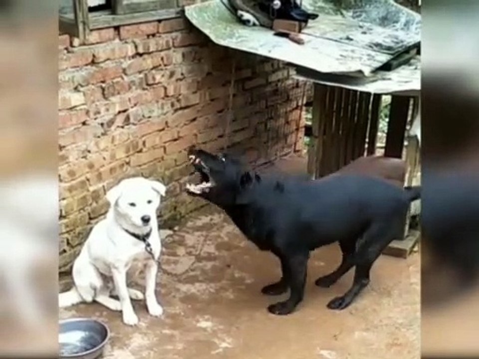 kid's masti- funny videos#19||cats and dogs having fun|cats and dogs masti karte hua