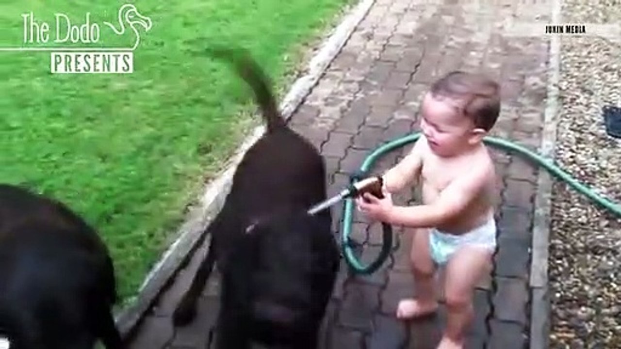 Babies Laughing At Pets - The Dodo