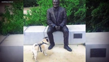 Dangar dog funny dog video  #short