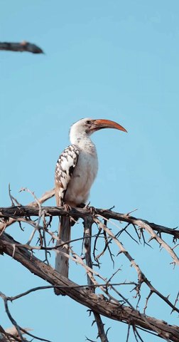 natural sound birds