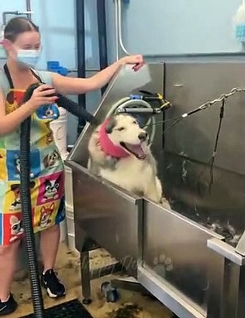 Funny animals - Funny cats _ dogs - Funny animal videos