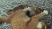 Baby Caracals cats Fighting/Make floppa Viral Videos/Caracals