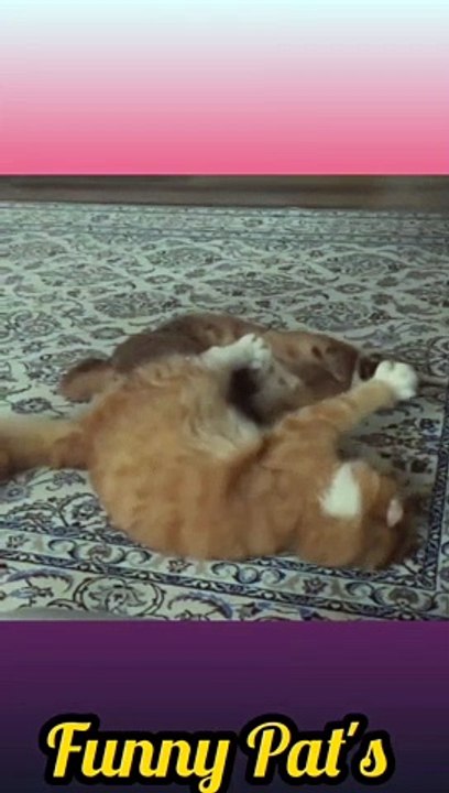 Baby Caracals cats Fighting/Make floppa Viral Videos/Caracals