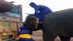 एमपी: कीचड़ में फंस गए ट्रक तो हाथी ने की मदद, लगाया धक्का