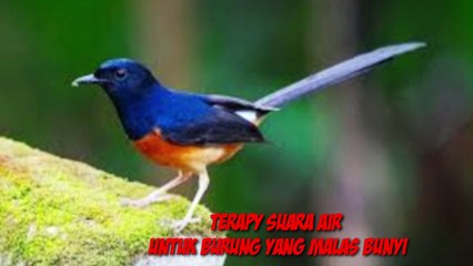 Download Video: Terapy suara air||untuk burung kicau yang malas bunyi