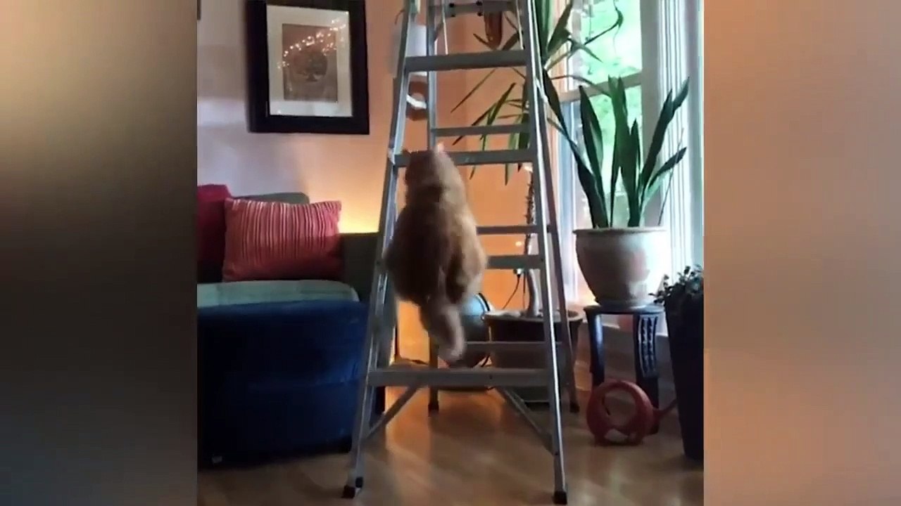 Most Funny Animal Videos 2022  - Funniest Cats And Dogs Video