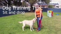 y2mate.com - FREE DOG TRAINING SERIES  Lesson 1 how to teach your dog to sit and drop_480p