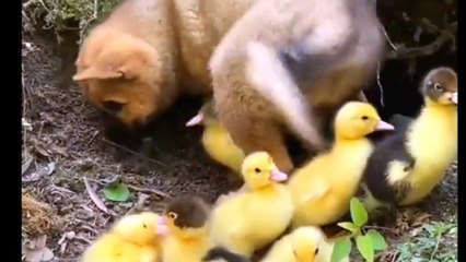 What is the feelings of Puppy with baby ducks 