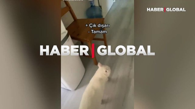 Yanlış bir yere girdiğini fark eden kedi, 'çık dışarı' diyen sahibine, 'tamam' dedi