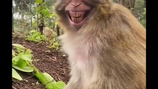 the best funny animals videos in the world try not to laugh    