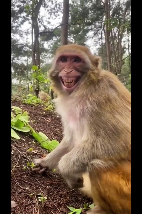 the best funny animals videos in the world try not to laugh    