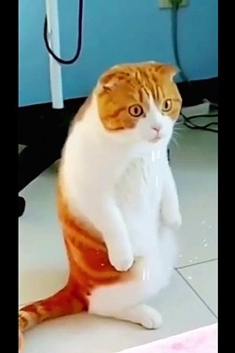 WATCH and TRY TO STOP LAUGHING Super FUNNY Animals VIDEOS Of the 2022