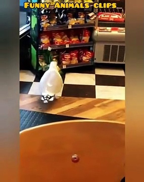 Best funny animal video in the world Funniest Animals Video,try not to laugh    #shorts #animals