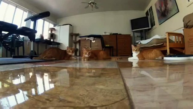 Cats Playing with Laser Light || Funny Cats 2022