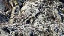 في فيديو مذهل.. نسر يرفع ماعز جبلي أضعاف وزنه ويطير به فوق جبال الألب