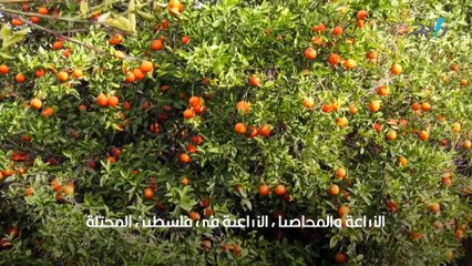 الزراعة والمحاصيل الزراعية في فلسطين المحتلة
