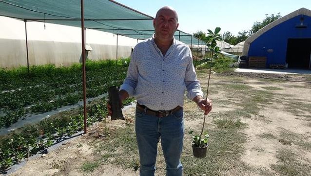 Organik solucan ve yarasa gübresiyle yetiştirilip, kilosu 150 liradan satılıyor