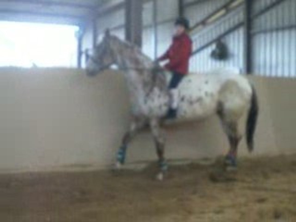 Prince au galop