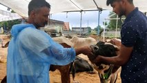 गोवंश को लम्पी से बचाने के लिए बनाया आईसोलेशन सेंटर,बेसहारा गायों का किया जा रहा उपचार