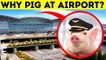 World's Cutest Airport Employee Is a Pig + 12 Facts About Airports